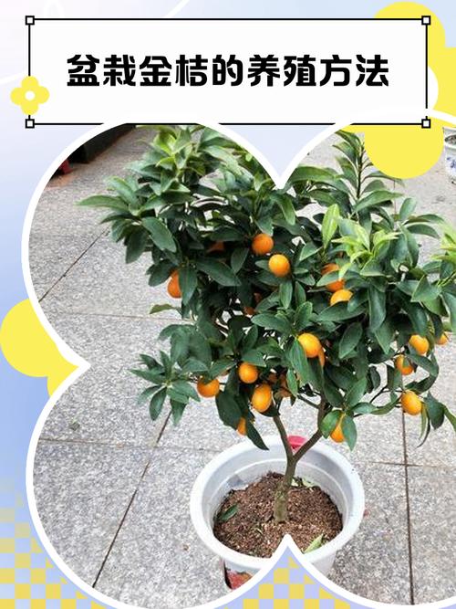 盆栽金桔修剪后如何管理?-第1张图片-吾爱花网 盆栽金桔修剪后如何管理?-第1张图片-吾爱花网