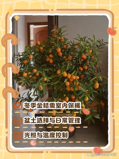 盆栽金桔修剪后如何管理?-第3张图片-吾爱花网 盆栽金桔修剪后如何管理?-第3张图片-吾爱花网