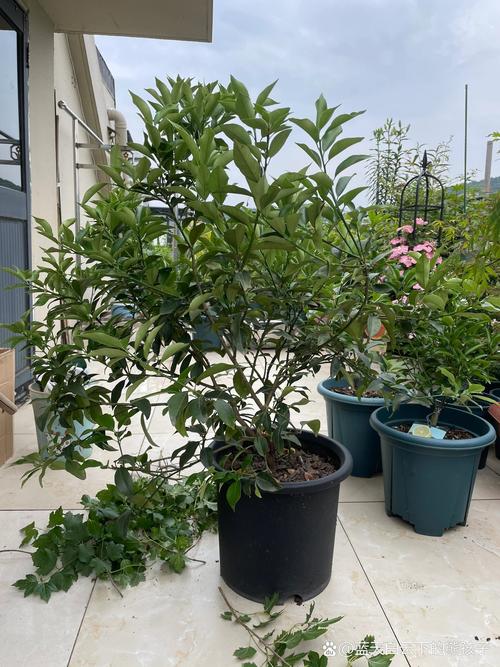 盆栽金桔修剪后如何管理?-第2张图片-吾爱花网 盆栽金桔修剪后如何管理?-第2张图片-吾爱花网