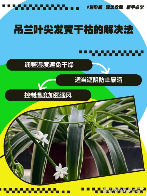 吊兰发黄该施啥肥?-第1张图片-吾爱花网 吊兰发黄该施啥肥?-第1张图片-吾爱花网