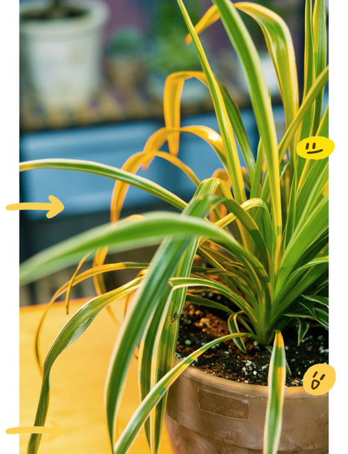 吊兰发黄该施啥肥?-第3张图片-吾爱花网 吊兰发黄该施啥肥?-第3张图片-吾爱花网