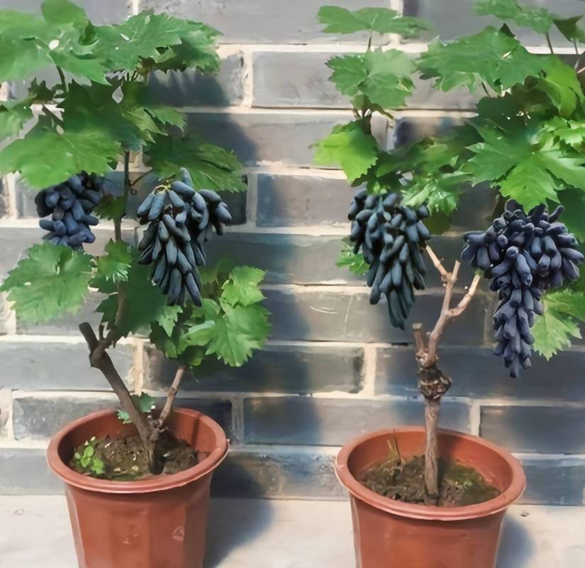 盆栽葡萄盆景如何养护才能美观?-第2张图片-吾爱花网 盆栽葡萄盆景如何养护才能美观?-第2张图片-吾爱花网