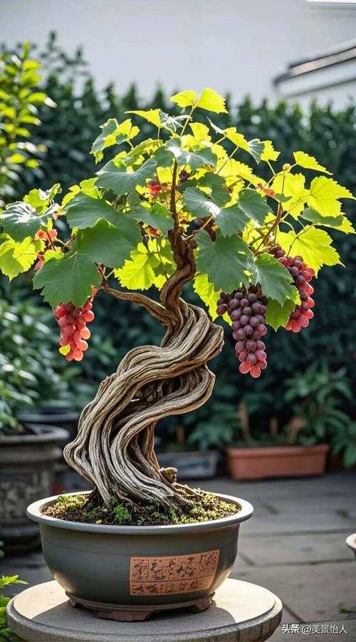 盆栽葡萄盆景如何养护才能美观?-第3张图片-吾爱花网 盆栽葡萄盆景如何养护才能美观?-第3张图片-吾爱花网