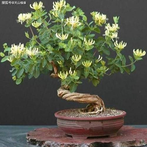 河南冬天种什么盆栽不死-第1张图片-吾爱花网 河南冬天种什么盆栽不死-第1张图片-吾爱花网