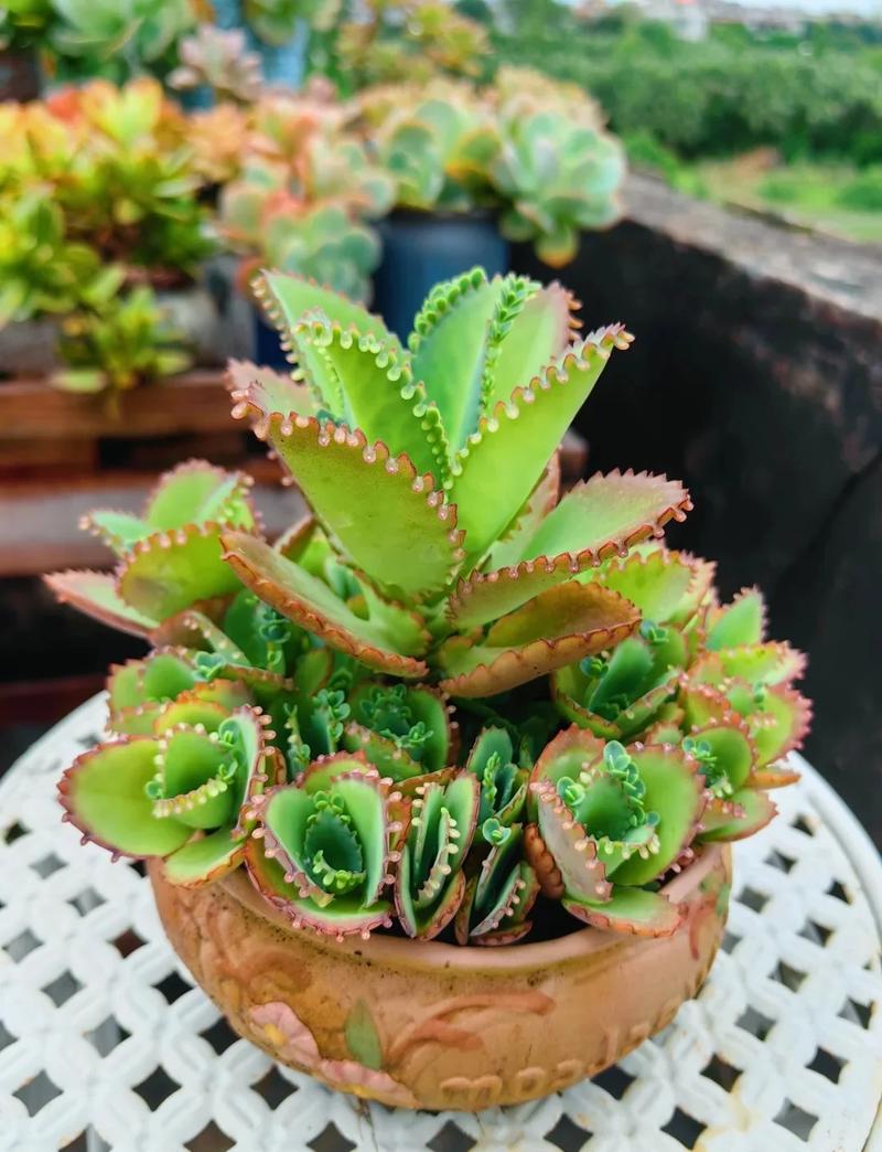 河南冬天种什么盆栽不死-第2张图片-吾爱花网 河南冬天种什么盆栽不死-第2张图片-吾爱花网