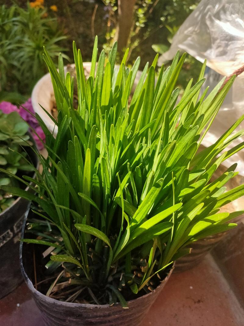 河南冬天种什么盆栽不死-第3张图片-吾爱花网 河南冬天种什么盆栽不死-第3张图片-吾爱花网