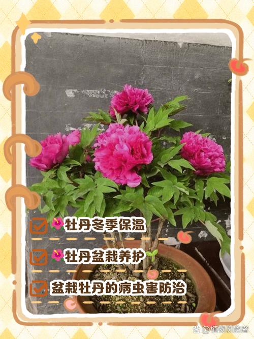 冬季牡丹盆栽如何养好?-第1张图片-吾爱花网 冬季牡丹盆栽如何养好?-第1张图片-吾爱花网