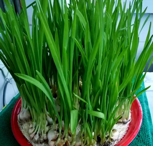 盆栽大蒜成长全过程图片有哪些关键阶段?-第1张图片-吾爱花网 盆栽大蒜成长全过程图片有哪些关键阶段?-第1张图片-吾爱花网