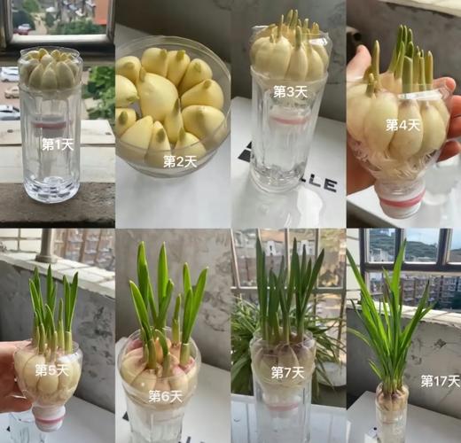 盆栽大蒜成长全过程图片有哪些关键阶段?-第2张图片-吾爱花网 盆栽大蒜成长全过程图片有哪些关键阶段?-第2张图片-吾爱花网