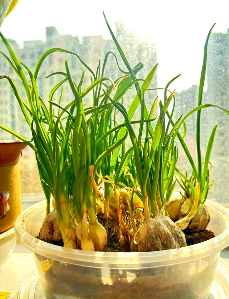 盆栽大蒜成长全过程图片有哪些关键阶段?-第3张图片-吾爱花网 盆栽大蒜成长全过程图片有哪些关键阶段?-第3张图片-吾爱花网