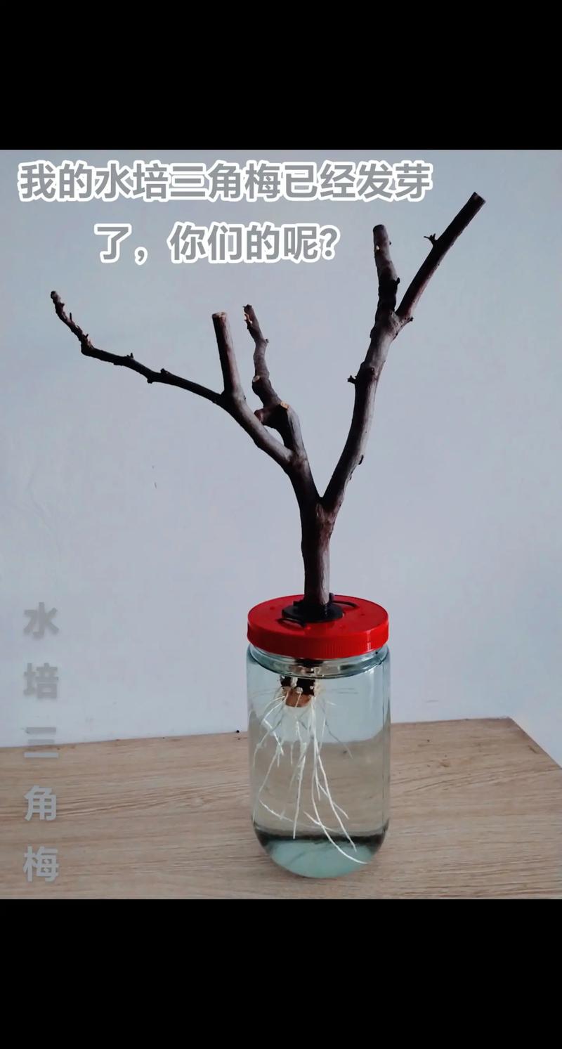 三角梅水培能生根吗?-第1张图片-吾爱花网 三角梅水培能生根吗?-第1张图片-吾爱花网