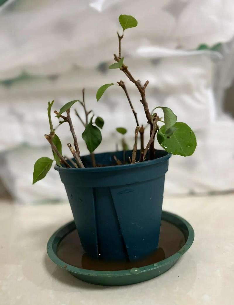 三角梅水培能生根吗?-第2张图片-吾爱花网 三角梅水培能生根吗?-第2张图片-吾爱花网