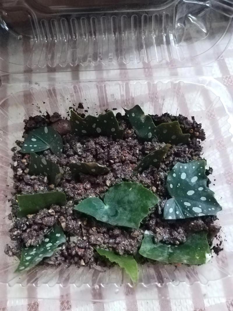 三角梅水培能生根吗?-第3张图片-吾爱花网 三角梅水培能生根吗?-第3张图片-吾爱花网