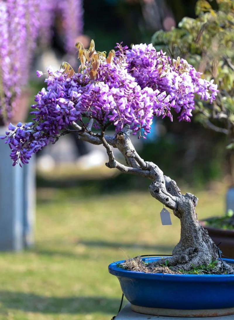 盆栽紫藤土壤怎么配才最合适?-第2张图片-吾爱花网 盆栽紫藤土壤怎么配才最合适?-第2张图片-吾爱花网