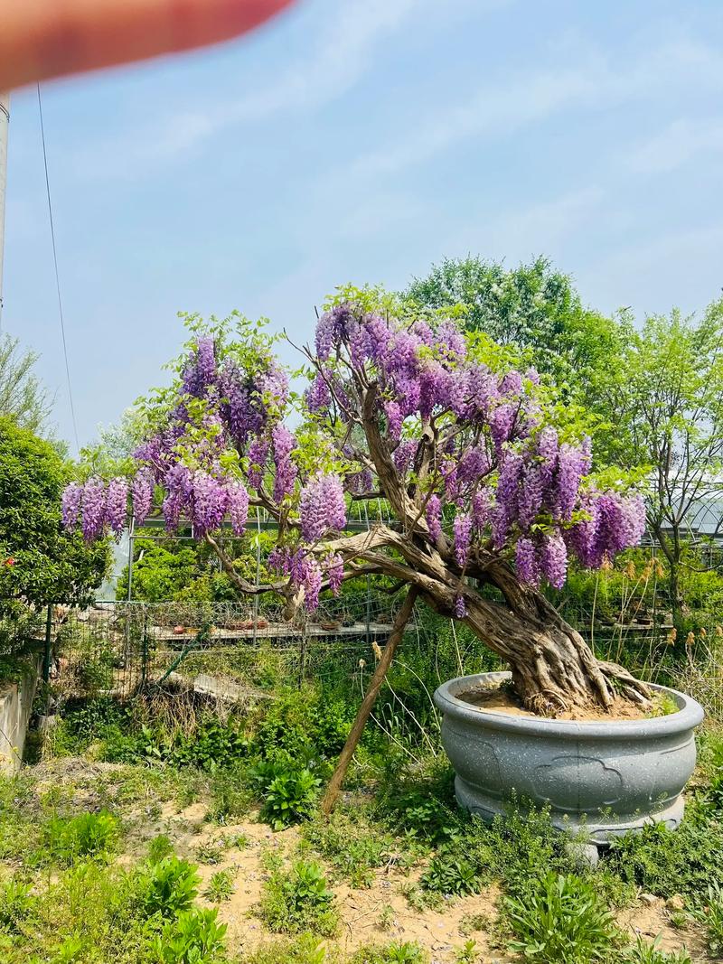 盆栽紫藤土壤怎么配才最合适?-第1张图片-吾爱花网 盆栽紫藤土壤怎么配才最合适?-第1张图片-吾爱花网