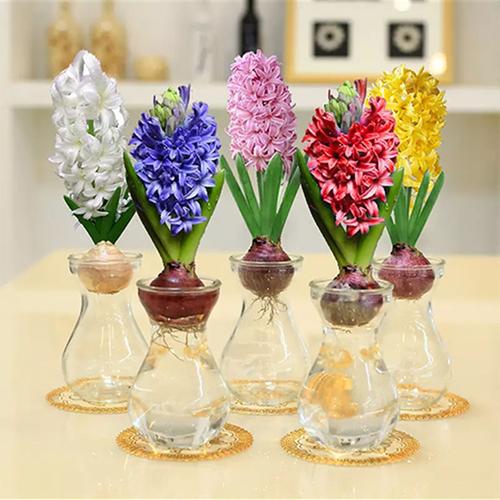 2月水培风信子,现在还来得及吗?-第3张图片-吾爱花网 2月水培风信子,现在还来得及吗?-第3张图片-吾爱花网