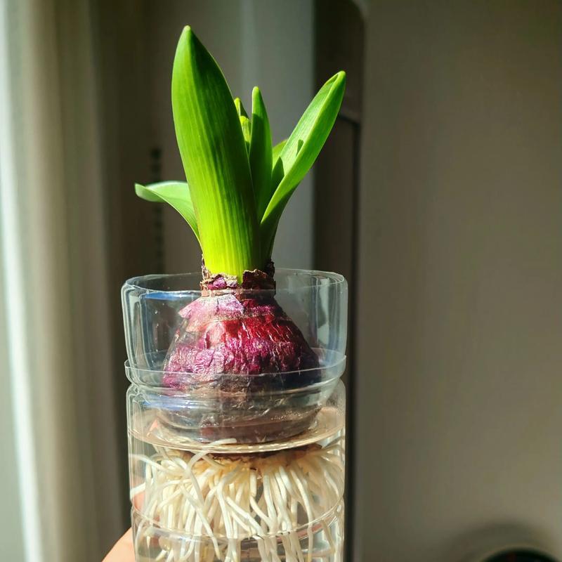 2月水培风信子,现在还来得及吗?-第1张图片-吾爱花网 2月水培风信子,现在还来得及吗?-第1张图片-吾爱花网