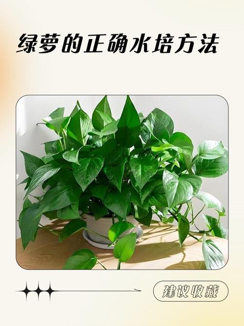 水培绿萝的水臭了怎么办-第2张图片-吾爱花网