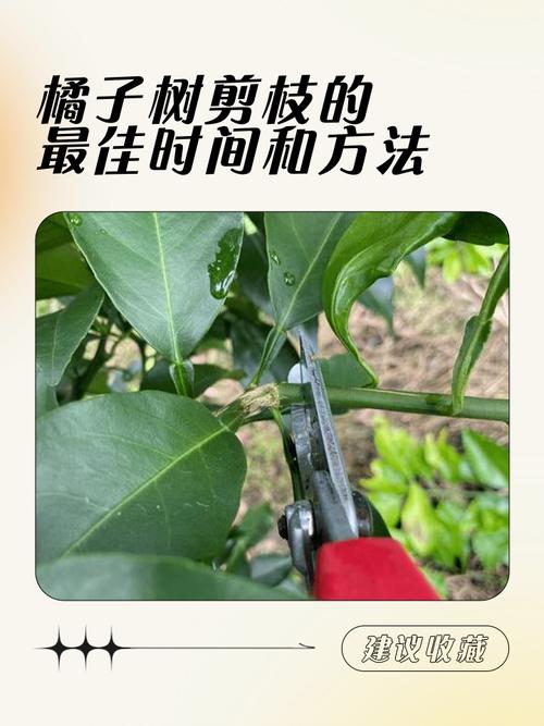 桔子树盆栽冬天修剪要剪哪些枝?-第1张图片-吾爱花网 桔子树盆栽冬天修剪要剪哪些枝?-第1张图片-吾爱花网