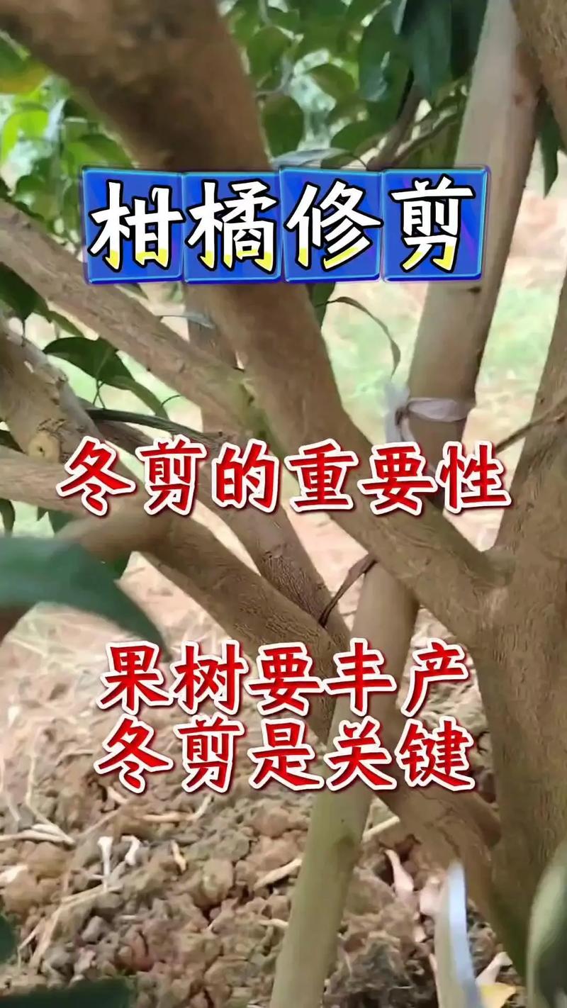 桔子树盆栽冬天修剪要剪哪些枝?-第2张图片-吾爱花网 桔子树盆栽冬天修剪要剪哪些枝?-第2张图片-吾爱花网