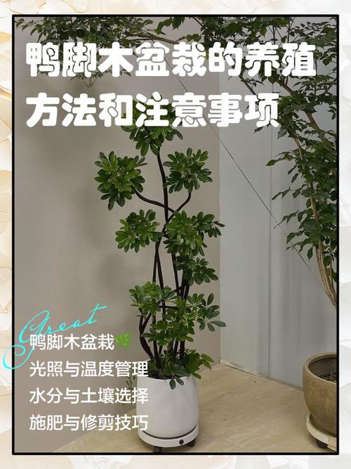 大盆栽养殖方法有哪些关键点?-第1张图片-吾爱花网 大盆栽养殖方法有哪些关键点?-第1张图片-吾爱花网