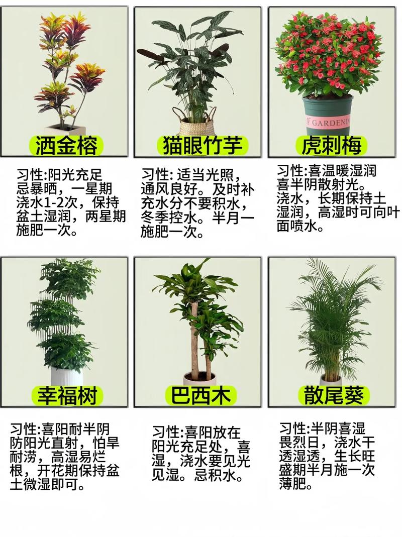 盆栽怎么种?图片大全教你轻松上手!-第3张图片-吾爱花网 盆栽怎么种?图片大全教你轻松上手!-第3张图片-吾爱花网