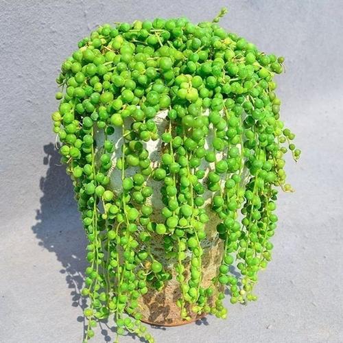 室内大盆栽吊兰,如何养护更美观?-第1张图片-吾爱花网 室内大盆栽吊兰,如何养护更美观?-第1张图片-吾爱花网