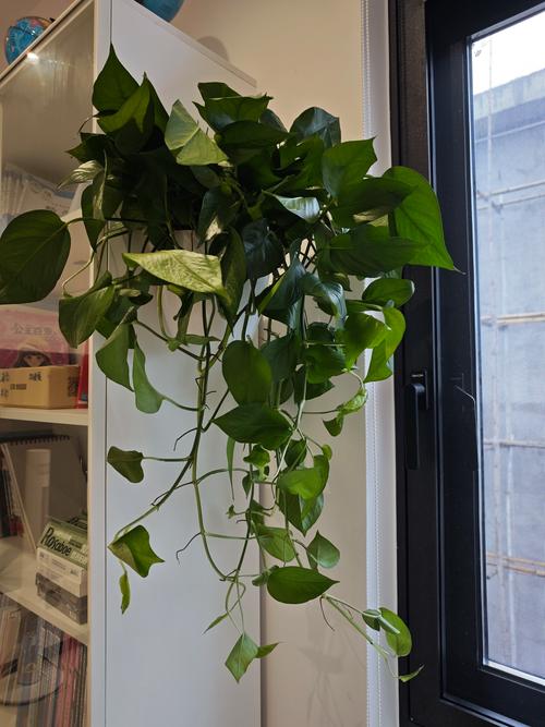 室内大盆栽吊兰,如何养护更美观?-第2张图片-吾爱花网 室内大盆栽吊兰,如何养护更美观?-第2张图片-吾爱花网