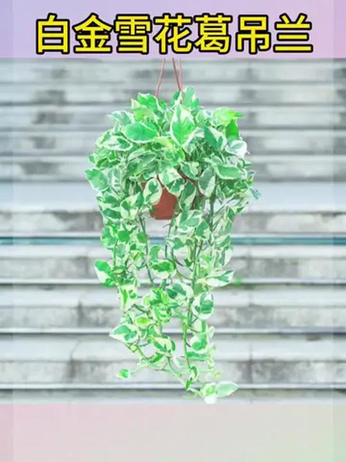 室内大盆栽吊兰,如何养护更美观?-第3张图片-吾爱花网 室内大盆栽吊兰,如何养护更美观?-第3张图片-吾爱花网