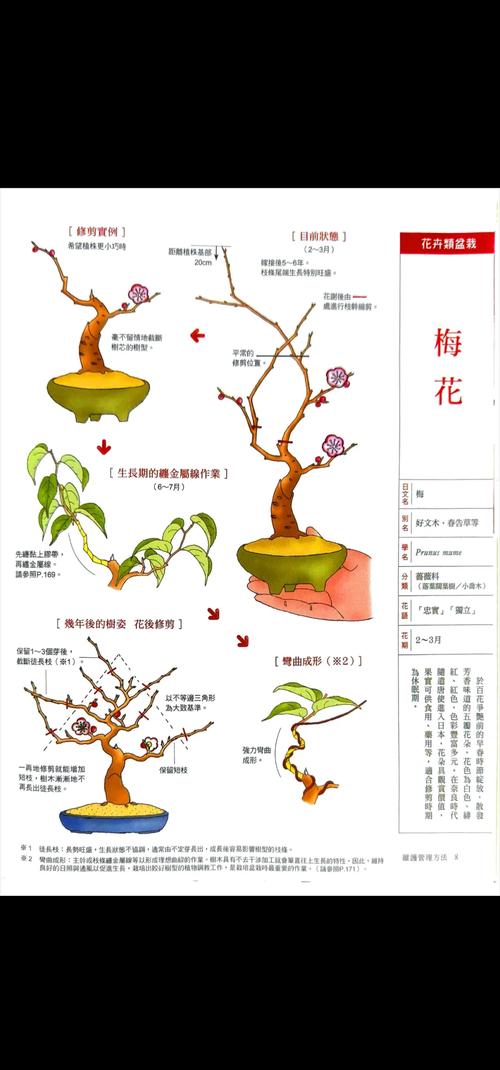 盆栽红梅冬季怎么养才能安全过冬？-第1张图片-吾爱花网