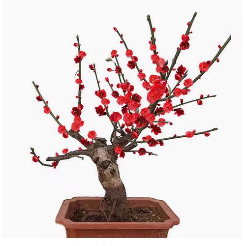 盆栽红梅冬季怎么养才能安全过冬？-第2张图片-吾爱花网