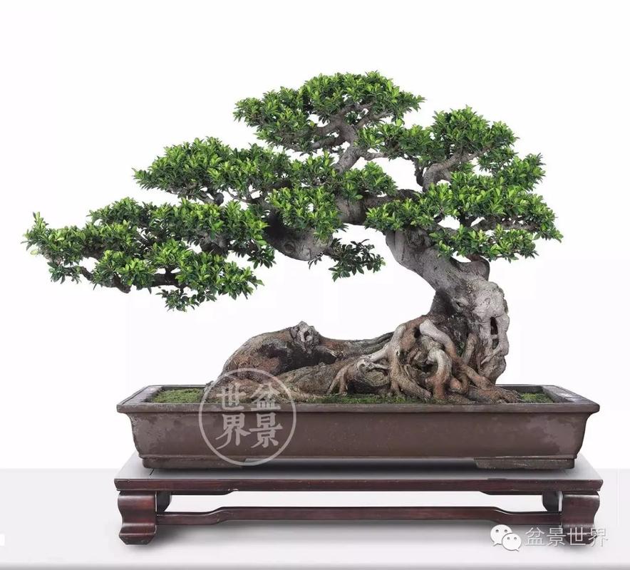 榕树盆栽有哪些常见品种?-第1张图片-吾爱花网 榕树盆栽有哪些常见品种?-第1张图片-吾爱花网