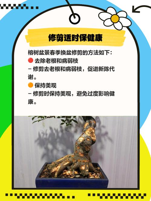 室内盆栽榕树养护难?关键在哪?-第1张图片-吾爱花网 室内盆栽榕树养护难?关键在哪?-第1张图片-吾爱花网