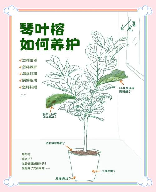 室内盆栽榕树养护难?关键在哪?-第3张图片-吾爱花网 室内盆栽榕树养护难?关键在哪?-第3张图片-吾爱花网