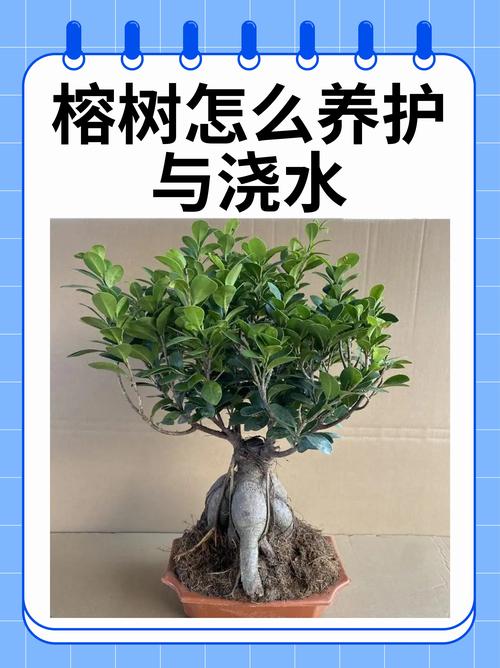 室内盆栽榕树养护难?关键在哪?-第2张图片-吾爱花网 室内盆栽榕树养护难?关键在哪?-第2张图片-吾爱花网