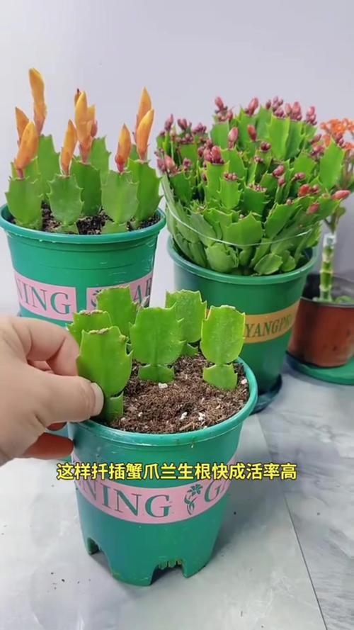 蟹爪兰土培水培,哪种更适合家庭养护?-第2张图片-吾爱花网 蟹爪兰土培水培,哪种更适合家庭养护?-第2张图片-吾爱花网