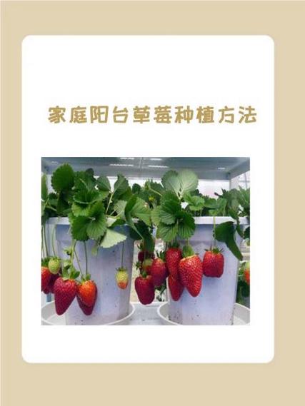 秋草莓盆栽怎么浇水才合适?-第2张图片-吾爱花网 秋草莓盆栽怎么浇水才合适?-第2张图片-吾爱花网