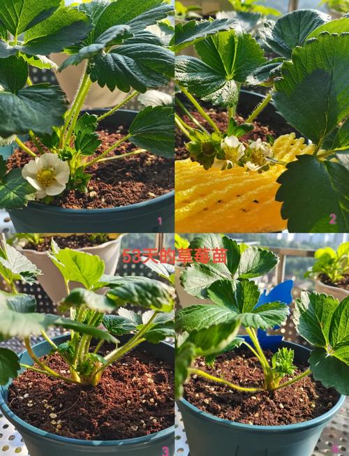 秋草莓盆栽怎么浇水才合适?-第1张图片-吾爱花网 秋草莓盆栽怎么浇水才合适?-第1张图片-吾爱花网