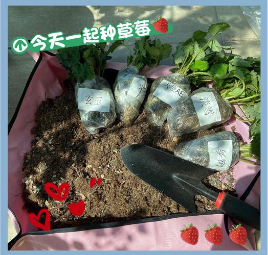 秋草莓盆栽怎么浇水才合适?-第3张图片-吾爱花网 秋草莓盆栽怎么浇水才合适?-第3张图片-吾爱花网