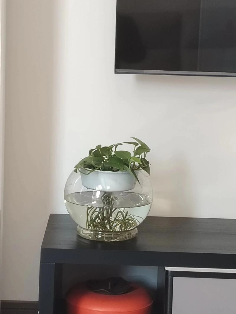 水培绿萝转土培能活吗?-第3张图片-吾爱花网 水培绿萝转土培能活吗?-第3张图片-吾爱花网