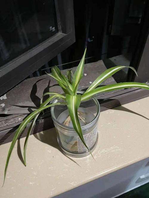 吸毒草水培怎么用矿泉水?-第1张图片-吾爱花网 吸毒草水培怎么用矿泉水?-第1张图片-吾爱花网