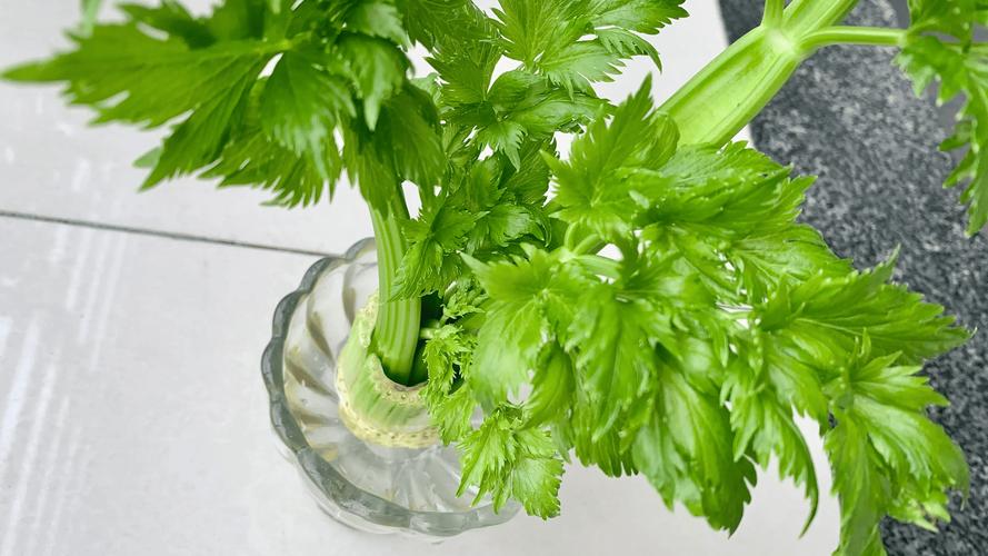 吸毒草水培怎么用矿泉水?-第3张图片-吾爱花网 吸毒草水培怎么用矿泉水?-第3张图片-吾爱花网