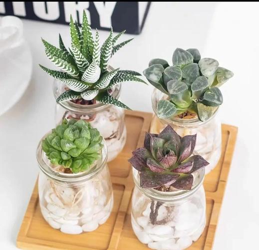 水培多肉直接浇水行不行？-第1张图片-吾爱花网