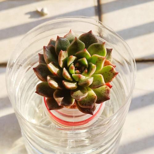 水培多肉直接浇水行不行？-第3张图片-吾爱花网