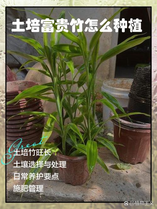 水培富贵竹能不能栽土里-第1张图片-吾爱花网 水培富贵竹能不能栽土里-第1张图片-吾爱花网