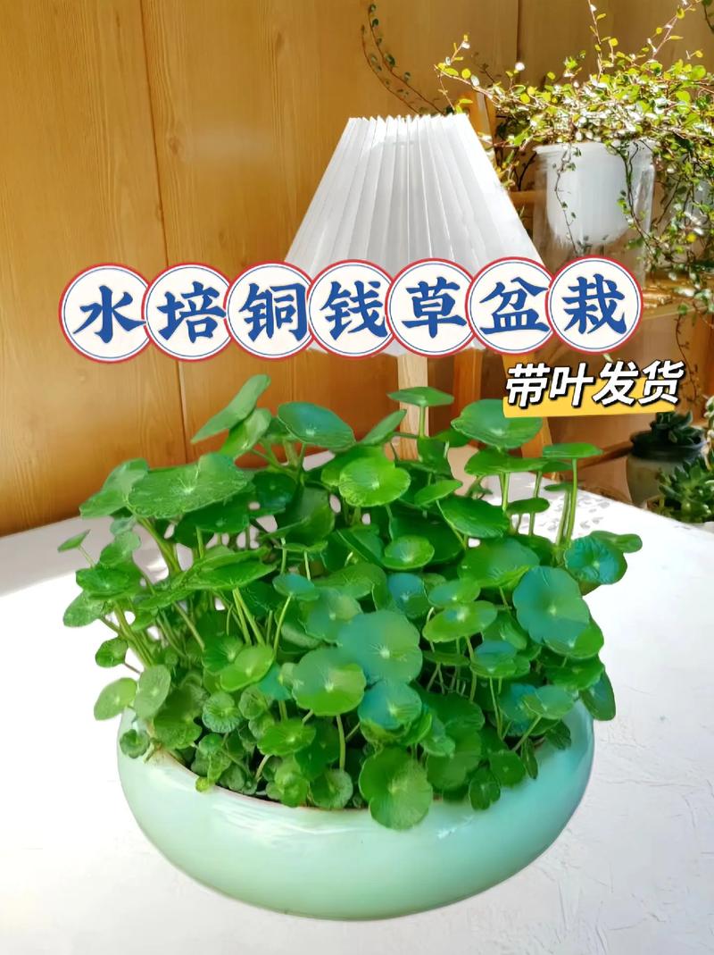 铜钱草水培能用复合肥吗?-第3张图片-吾爱花网 铜钱草水培能用复合肥吗?-第3张图片-吾爱花网