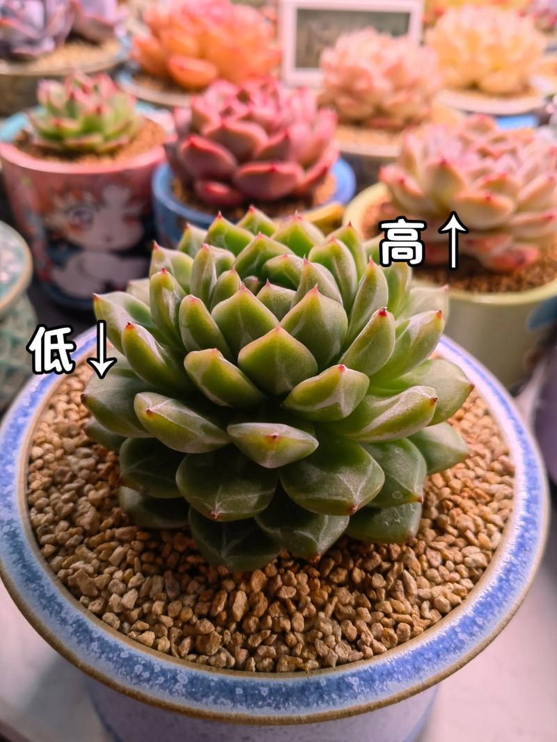 多肉叶子为何失去光泽？-第1张图片-吾爱花网