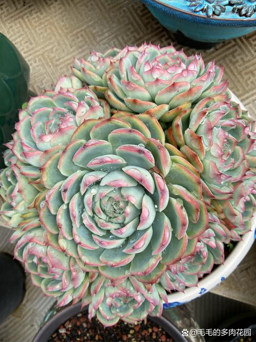 多肉叶子为何失去光泽？-第3张图片-吾爱花网