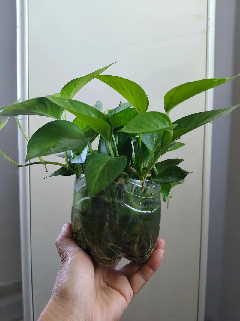 水培绿萝总烂根?问题出在哪?-第1张图片-吾爱花网 水培绿萝总烂根?问题出在哪?-第1张图片-吾爱花网