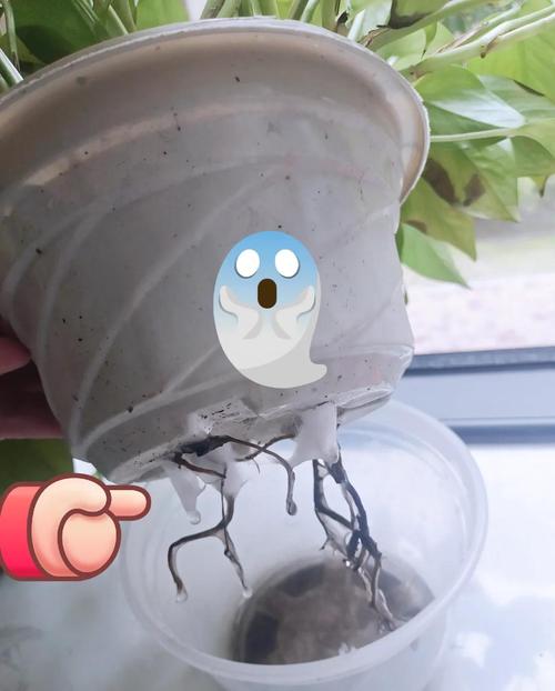 水培绿萝总烂根？问题出在哪？-第2张图片-吾爱花网